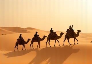 Camel trekking in dunes